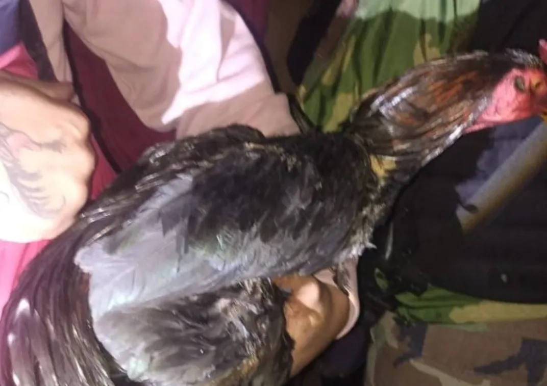 riña de gallos