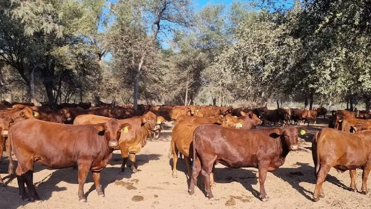 empresa Anta del Dorado_n