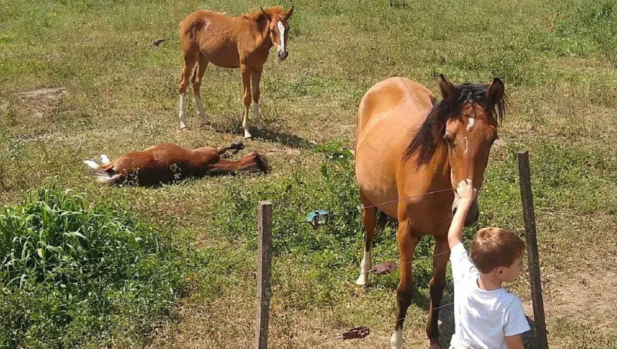 Equinos