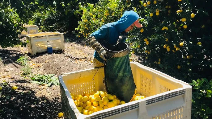 maleta limones
