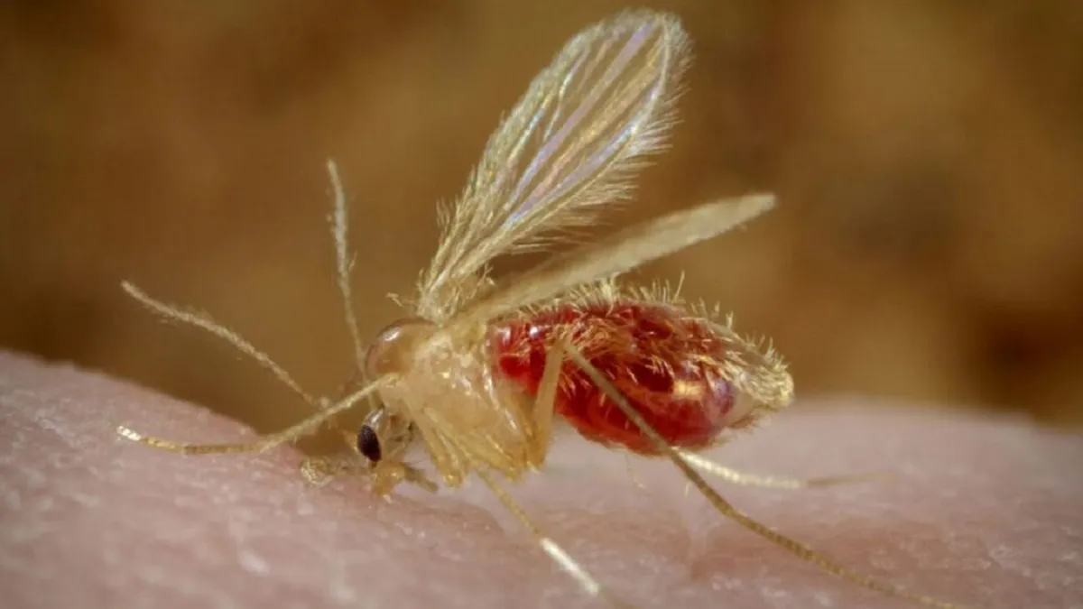 Leishmaniasis
