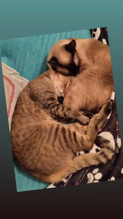 069d23f7728a4ff1afc67ee03653c500