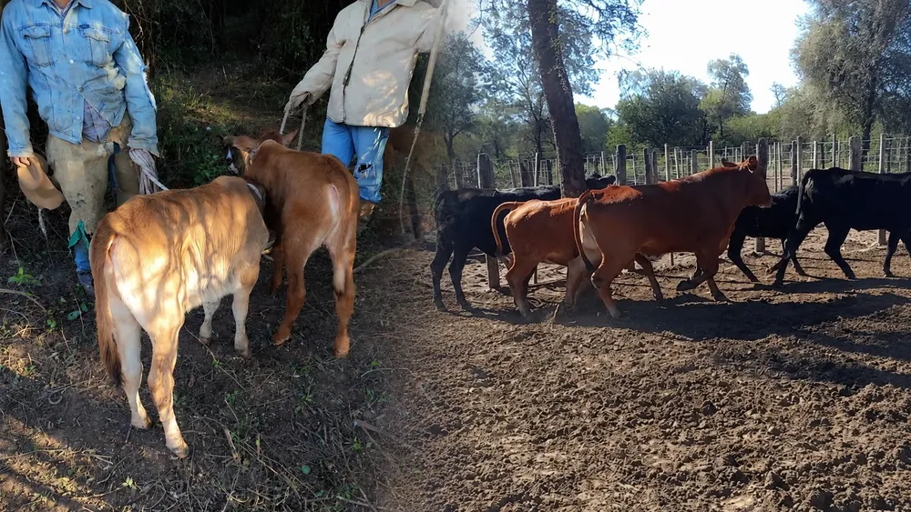 Animales
