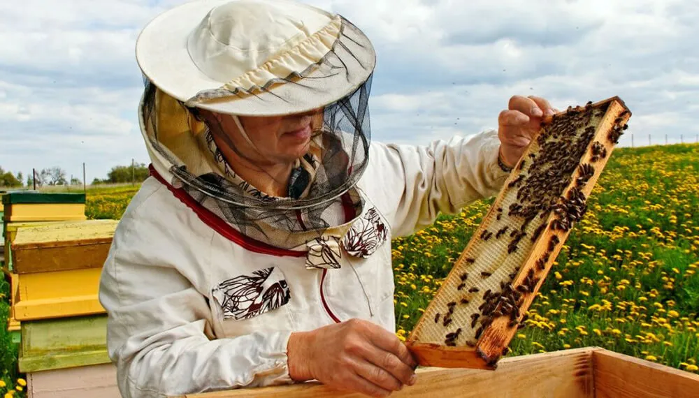 Apicultura-miel-abejas-curso