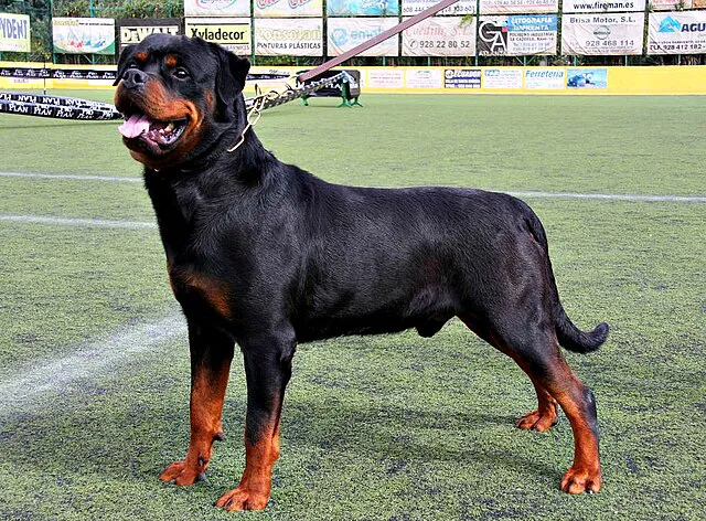 02_I_Exposición_Monográfica_Club_Rottweiler_de_España_-_Santa_Brigida_-_Gran_Canaria