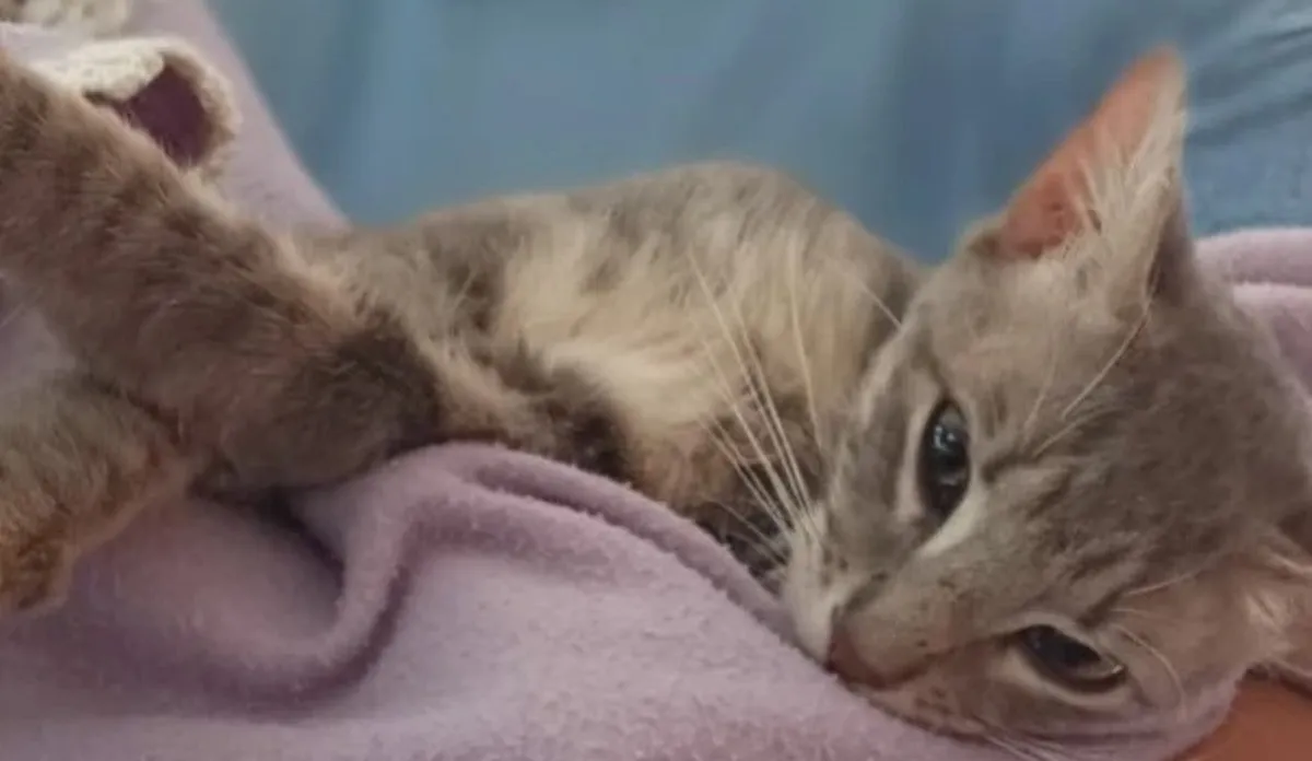 Castraciones municipales