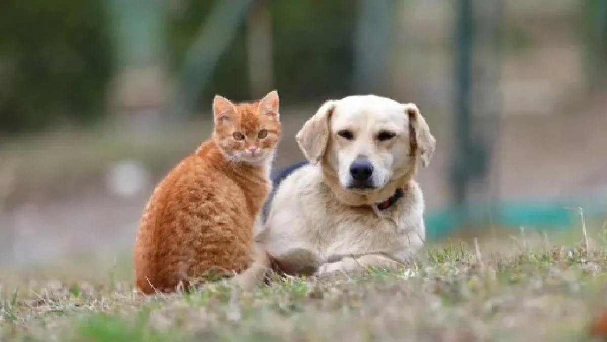 Mascotas