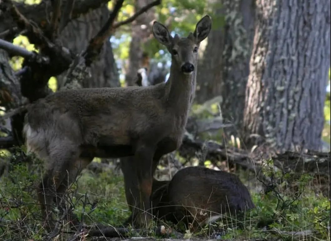 Corzuela parque el rey