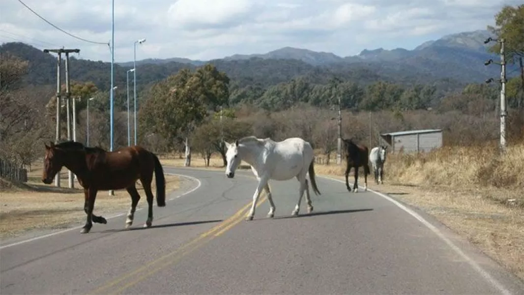 Animales sueltos ruta Salta