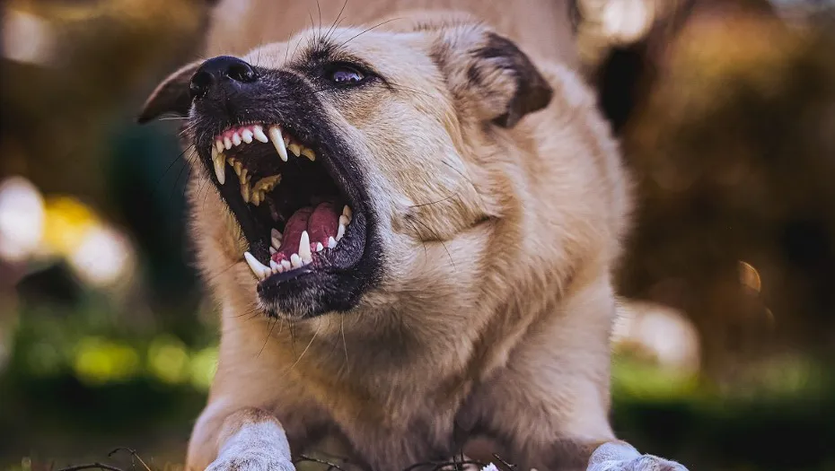 IMG_20250310_164852_(930_x_525_píxel)