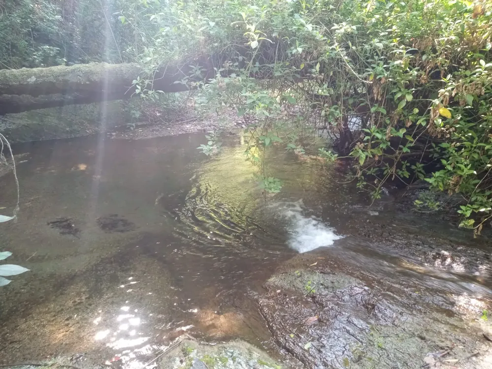 Arroyo donde fue encontrado Arroyo donde fue encontrado