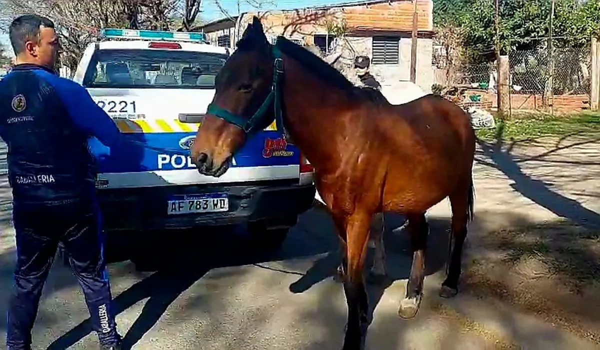 Div. Caballería (1)