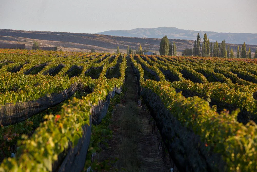 hw-huentala-wines-23