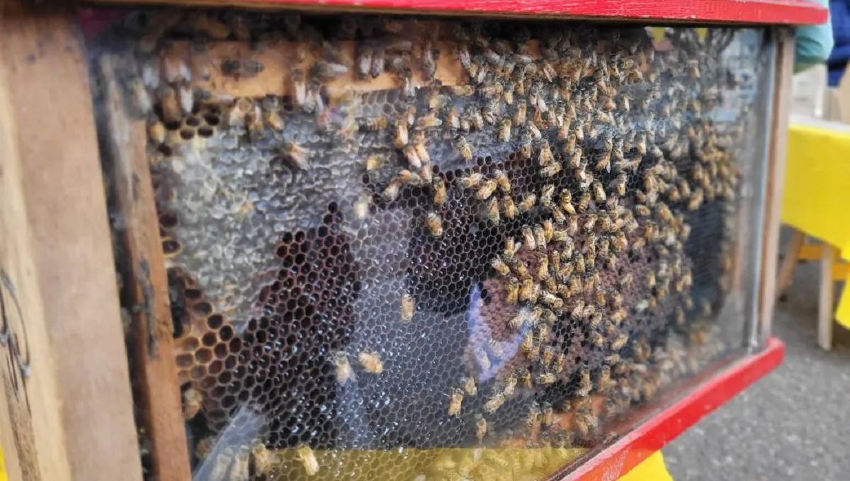 Abejas
