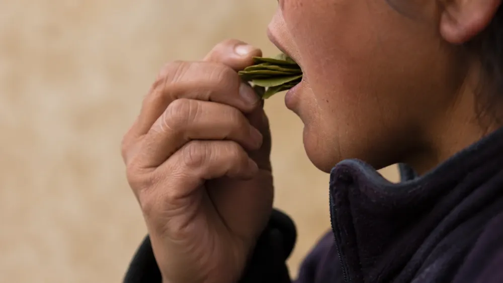 Hoja de coca