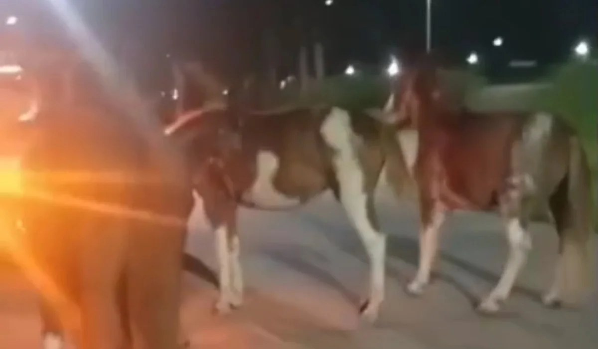 Equinos