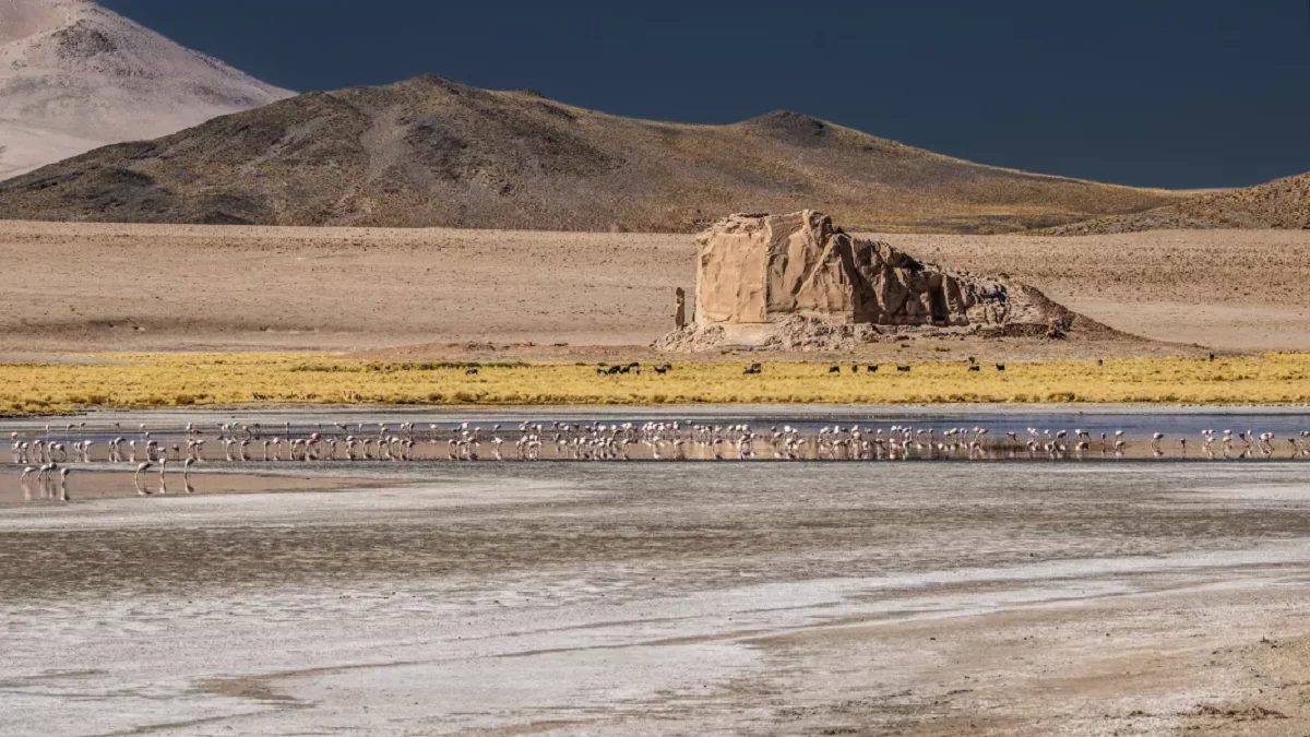 Flamencos - Salta