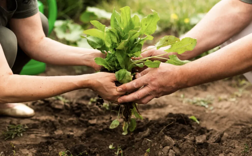 Proyectos-productivos-mujeres