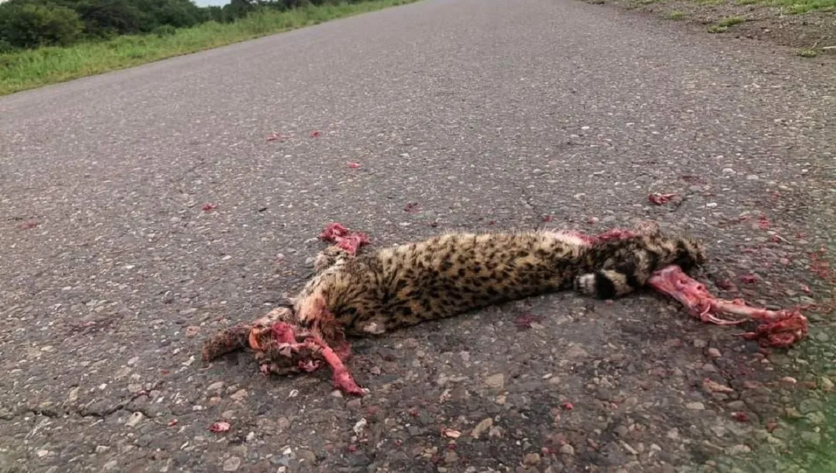 Gato montés atropellado