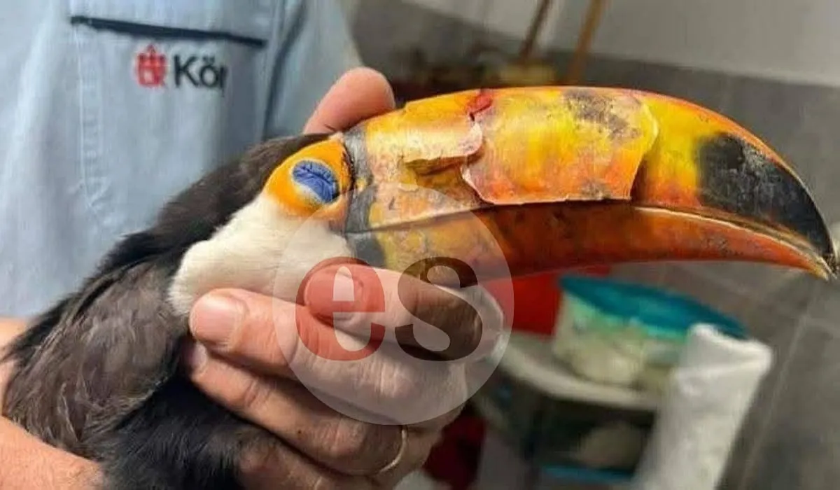 Tucan lastimado