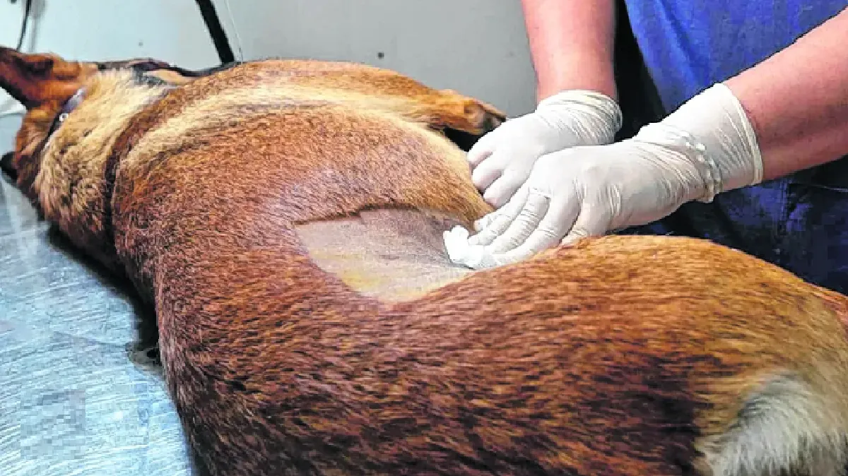 Castraciones en El Quebrachal