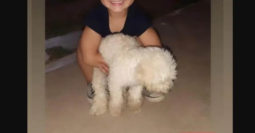 perritoo