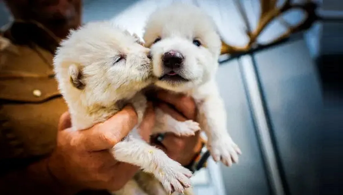 Lobito