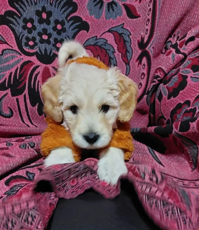 f9bfe401a86b4d54b947f9a39a21db52