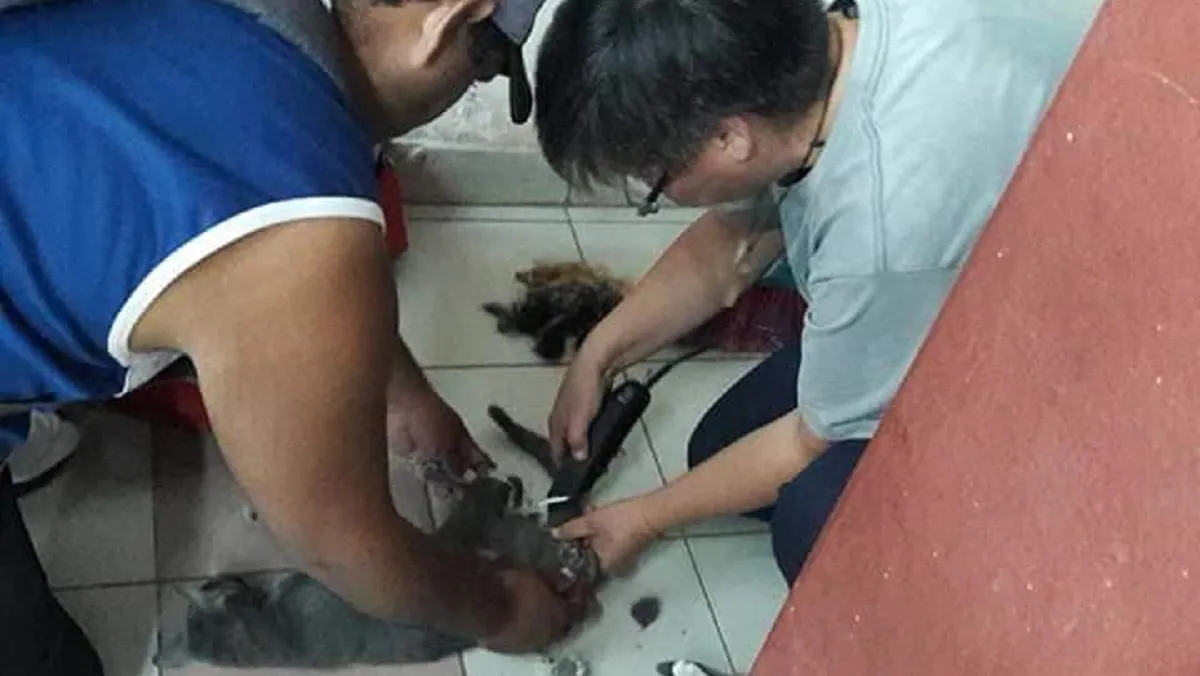 Jornada de Castraciones en González