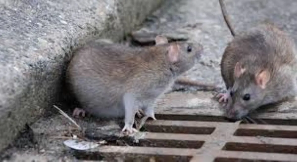 hantavirus